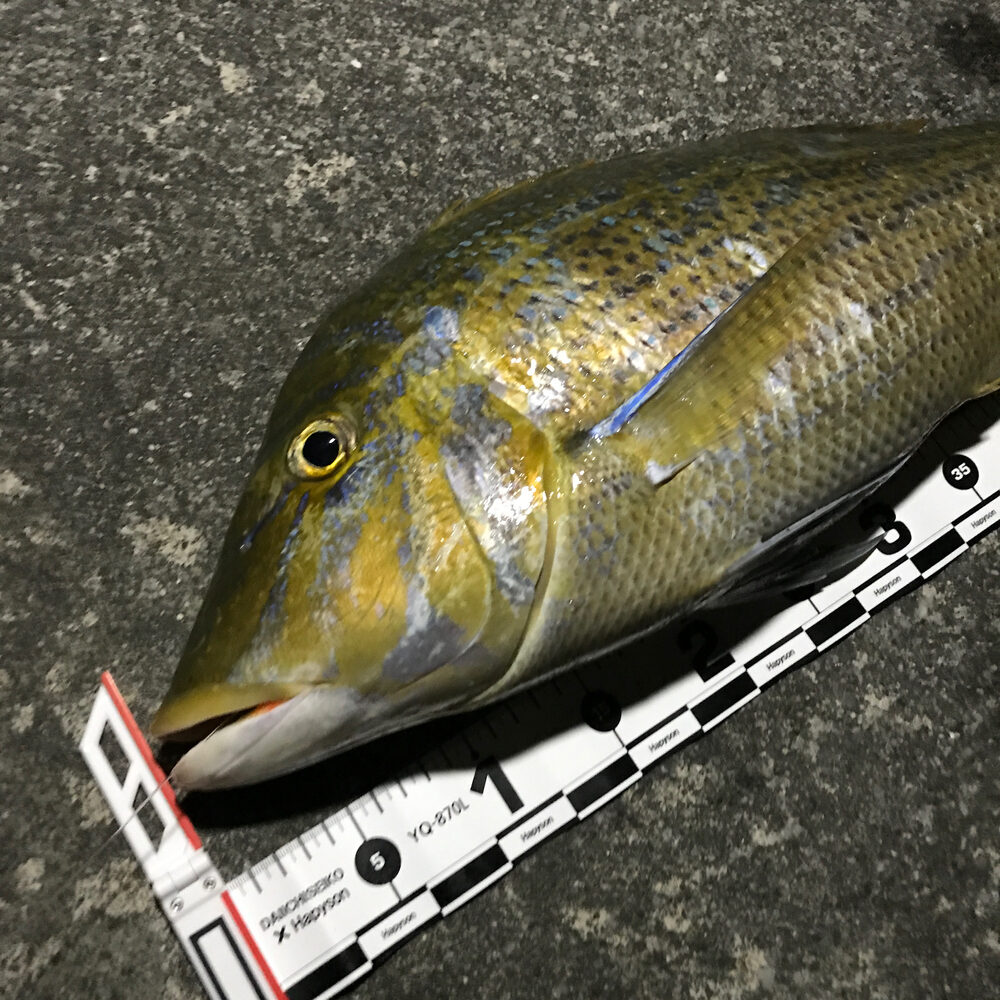 メジャーを当てた魚の頭の接写。目のまわりが金色に見える