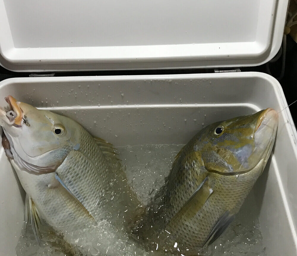 氷を入れた発泡スチロールの箱に、頭を逆向きにして並んだ魚2匹