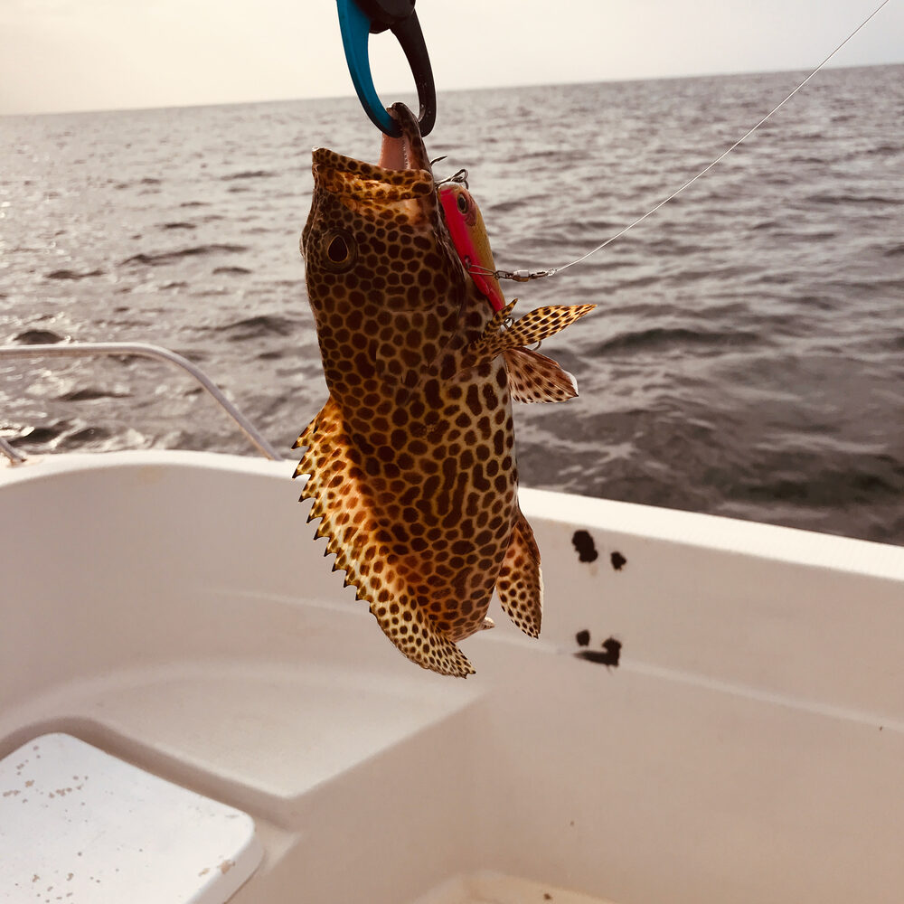 船の上で、斑点のある魚をクリップのような物で吊るした様子