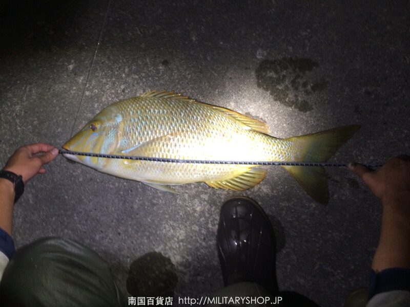 夜釣りで釣れた魚にメジャーを当てたところ