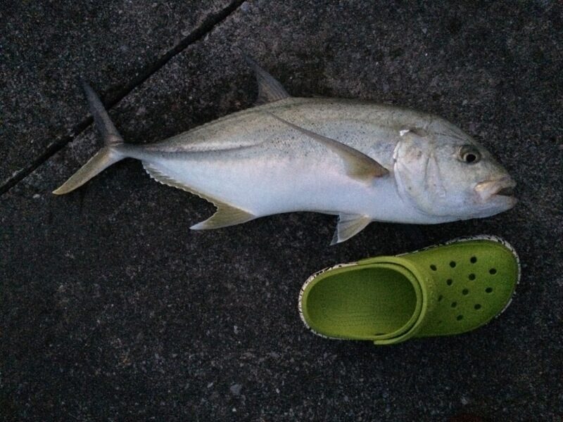 堤防に置いた釣れたての魚とサンダル